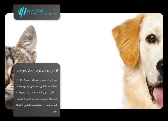 قالیشویی در منطقه 2
